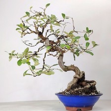 BONSAI eleagno Giapponese
