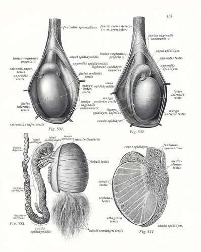Stampa antica anatomia - antica,