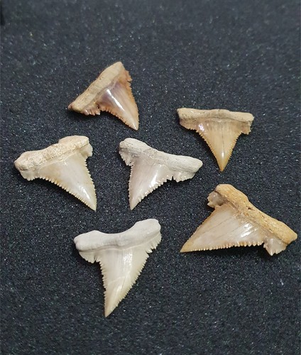 Paleocarcharodon dente - , di