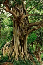 FICUS RELIGIOSA - FICO SACRO, 10 SEMI SELEZIONATI