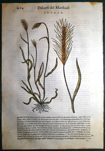 Stampa antica mattioli - antica,