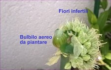 10 BULBILI CIPOLLA EGIZIANA LIGURE 2025, ORTAGGIO ANTICO SAPORI cipollotti 0,8/1