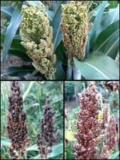 Mix Semi Sorgo Sorghum Vulgare Bicolor Brown Black 3 varietà 400 seeds