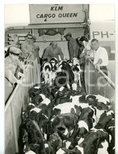 1960 ca MILANO MALPENSA - TWA Volo sperimentale con carico di vitellini *Foto