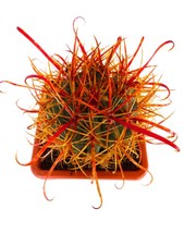 Ferocactus chrysacanthus