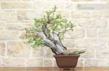 Bonsai yamadori ciliegio - di,
