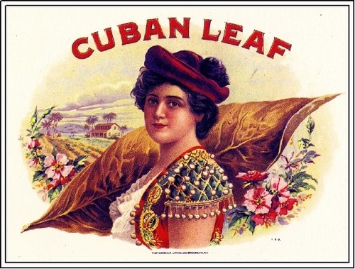 Foglia cubana bella donna