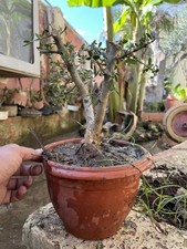 Bonsai  Olivastro