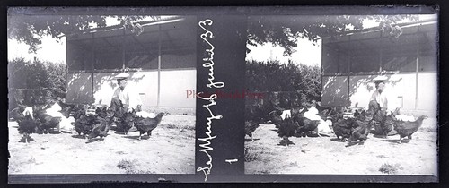 Francia pollaio luglio - pollaio, 1933