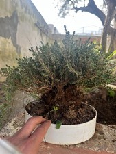 Bonsai timo pianta macchia - timo.pianta,