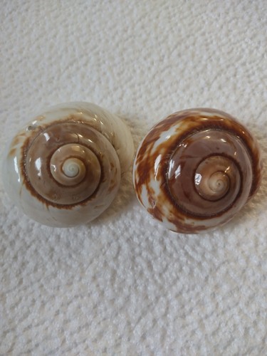 Coppia conchiglie giganti - coppia, di