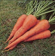 Carota St. Valery - Daucus carota - carota - carota - 500+ semi - semi - R 164