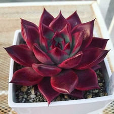 Sale2541 Echeveria Red Velvet