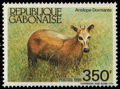 Gabon 584 fauna selvatica - fauna,