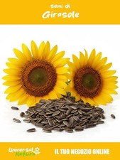 10🌻 Semi di Girasole