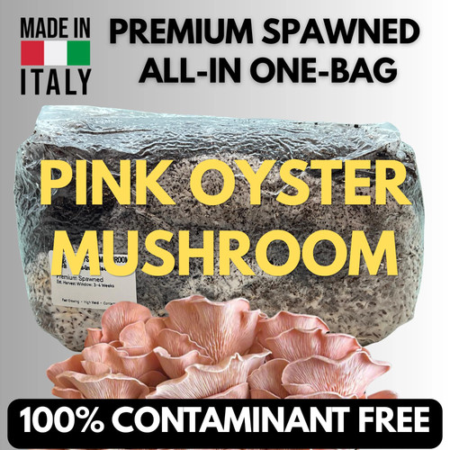 Pre inoculata pink - pre-inoculata, oyster