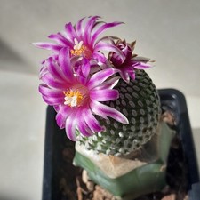 Turbinicarpus pseudopectinatus - turbinicarpus,