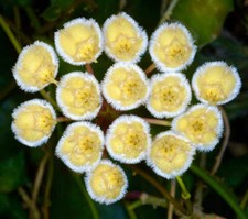 Hoya imbricata | Pianta di cera | Fiore di porcellana - Pianta di cera | Fiore di porcellana