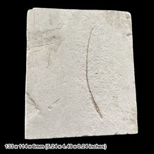 Fossil syngnathus pipe fish - fossil,