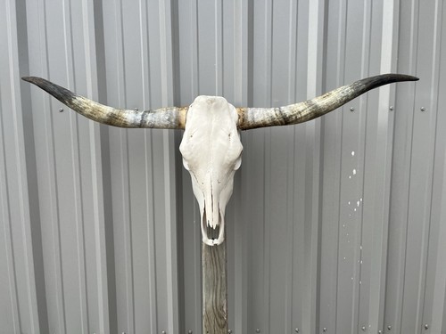 Teschio manzo longhorn 4 - manzo,