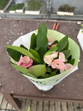 Euphorbia milii (spina Di