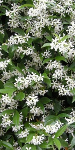 Semi gelsomino jasmine - semi,