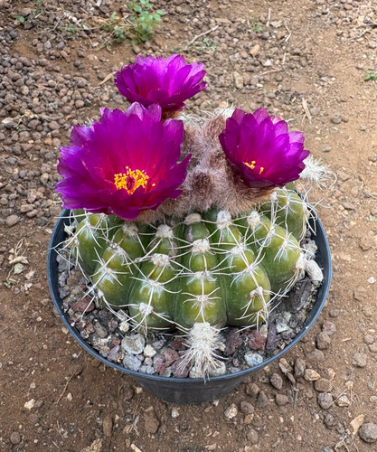 Notocactus uebelmannianus - notocactus,