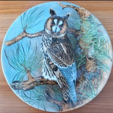 Long-eared owl (Gufo Dalle