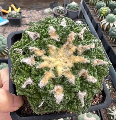 Sale pot 10cm - a., fis