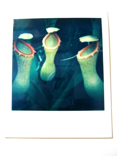 Araki polaroid originale - n., araki: