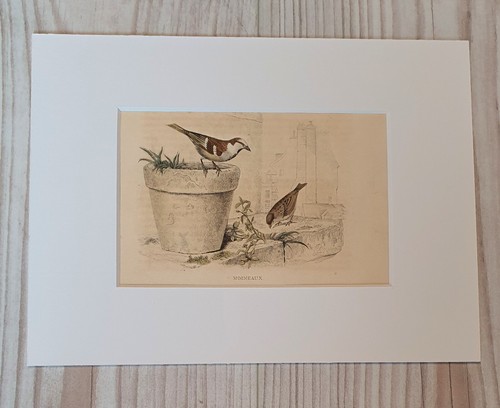1852 litografia stampa