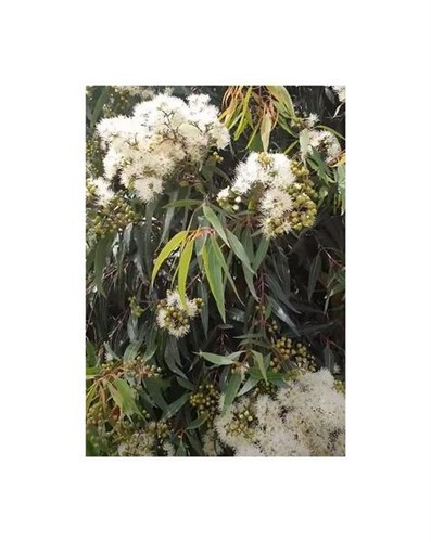 10x angophora costata - angophora,