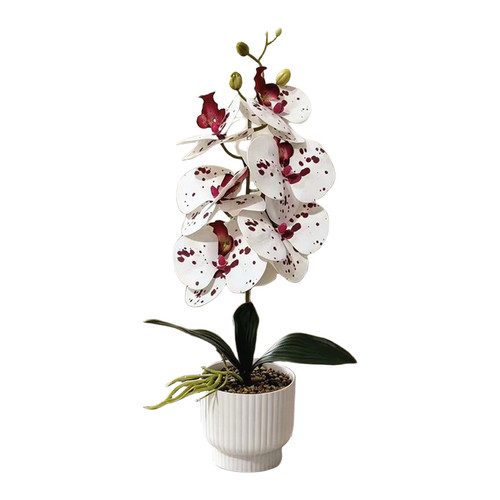 Phalaenopsis orchidea fiore - phalaenopsis,