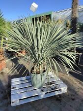 Yucca rostrata 100-140 cm