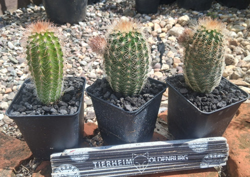 Echinocereus richenbachii vari