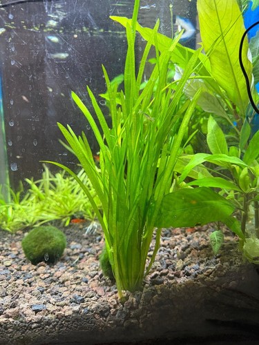 Vallisneria spiralis - 5x,