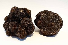Tartufo Perigord Tartufo tuber