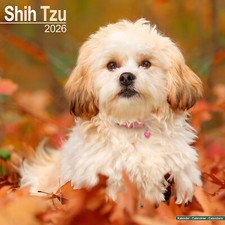 Calendario Shih Tzu 2026 | Regalo Razza Cane Parete 15% di SCONTO MULTI ORDINI