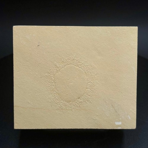 Palaequorea rygoli fossil - rygoli,