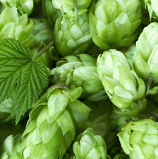 LUPPOLO Per BIRRA Humulus