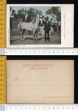 12530] SASSARI COSTUME SARDO CAVALLO D' OSILO "CICCIO"