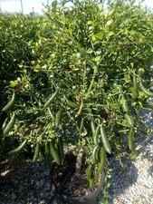 Limone caviale giallo "Citrus