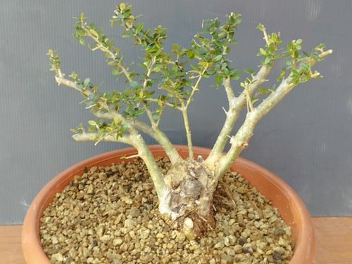 Bonsai olivastro 24x11cm - olivastro,