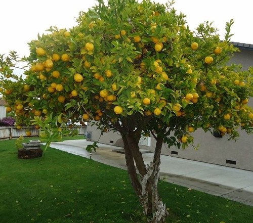 Pianta limone stagioni 2 - di,