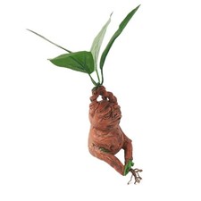 1 Pz Mandragora in Resina 🌱