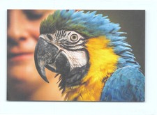 1 cartolina postale pettora