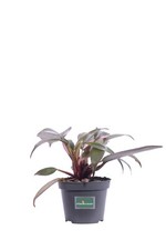 Pianta di Filodendro