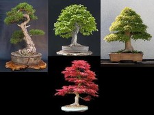 SEMI BONSAI - 5 VARIETA' -