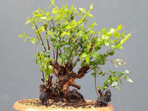 Bonsai mirto 30x20cm in - mirto,