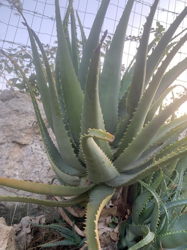 Aloe arborescens 1kg - aloe,
